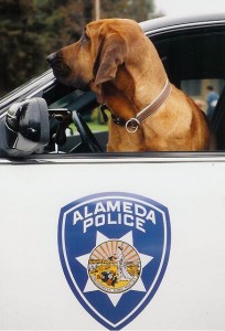 Ronin Alameda Police